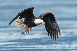 Bald eagle in flight carries a hake fish it has just caught. Hake fish migrate deep in sea channels but strong tidal currents such as those at Arran Rapids lift the hake to the surface where eagles can catch them, Haliaeetus leucocephalus, Stuart Island, British Columbia, Canada