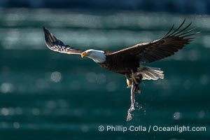 Bald eagle in flight carries a hake fish it has just caught. Hake fish migrate deep in sea channels but strong tidal currents such as those at Arran Rapids lift the hake to the surface where eagles can catch them, Haliaeetus leucocephalus, Stuart Island, British Columbia, Canada