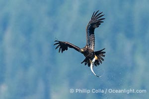 Bald eagle in flight carries a hake fish it has just caught. Hake fish migrate deep in sea channels but strong tidal currents such as those at Arran Rapids lift the hake to the surface where eagles can catch them, Haliaeetus leucocephalus, Stuart Island, British Columbia, Canada