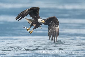 Bald eagle in flight carries a hake fish it has just caught. Hake fish migrate deep in sea channels but strong tidal currents such as those at Arran Rapids lift the hake to the surface where eagles can catch them, Haliaeetus leucocephalus, Stuart Island, British Columbia, Canada