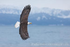 Bald eagle in flight, Kachemak Bay and the Kenai Mountains in the background, Haliaeetus leucocephalus, Haliaeetus leucocephalus washingtoniensis, Homer, Alaska