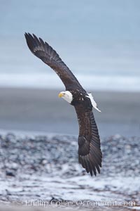 Bald eagle in flight, snow covered beach and Kachemak Bay in background.