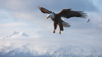 Bald eagle in flight, sidelit, cloudy sky and Kenai Mountains in the background.