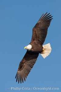 Bald eagle in flight, wing spread, soaring.