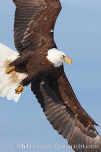 Bald eagle in flight, banking at a steep angle before turning and diving, wings spread, Haliaeetus leucocephalus, Haliaeetus leucocephalus washingtoniensis, Kachemak Bay, Homer, Alaska