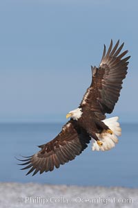 Bald eagle in flight, banking over beach with Kachemak Bay in background.