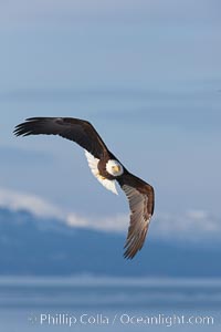 Bald eagle in flight, Kachemak Bay and the Kenai Mountains in the background.