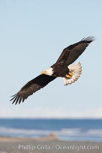 Bald eagle in flight, banking over Kachemak Bay and beach, Haliaeetus leucocephalus, Haliaeetus leucocephalus washingtoniensis, Homer, Alaska