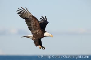 Bald eagle in flight, Kachemak Bay in background, Haliaeetus leucocephalus, Haliaeetus leucocephalus washingtoniensis, Homer, Alaska