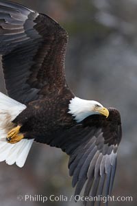 Bald eagle in flight, banking at a steep angle before turning and diving, wings spread.