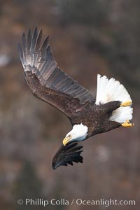 Bald eagle in flight, banking at a steep angle before turning and diving, wings spread.