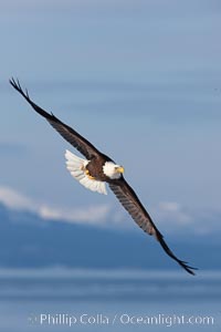 Bald eagle in flight, Kachemak Bay and the Kenai Mountains in the background, Haliaeetus leucocephalus, Haliaeetus leucocephalus washingtoniensis, Homer, Alaska