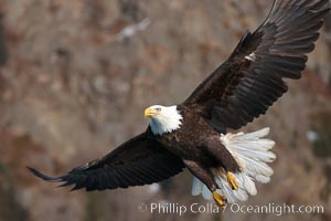 Bald eagle in flight, wings spread, brown mountain slope in background, Haliaeetus leucocephalus, Haliaeetus leucocephalus washingtoniensis, Kenai Peninsula, Alaska