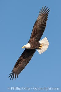 Bald eagle in flight, wing spread, soaring, Haliaeetus leucocephalus, Haliaeetus leucocephalus washingtoniensis, Kachemak Bay, Homer, Alaska