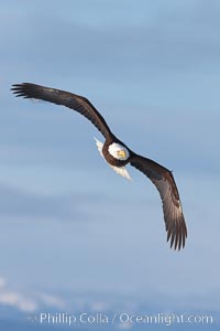 Bald eagle in flight, banking, wings spread, Kenai Mountains in background, Haliaeetus leucocephalus, Haliaeetus leucocephalus washingtoniensis, Kachemak Bay, Homer, Alaska