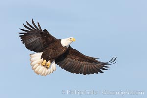 Bald eagle in flight, wing spread, soaring, Haliaeetus leucocephalus, Haliaeetus leucocephalus washingtoniensis, Kachemak Bay, Homer, Alaska