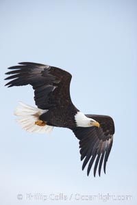 Bald eagle in flight, wing spread, aloft, soaring, Haliaeetus leucocephalus, Haliaeetus leucocephalus washingtoniensis, Kachemak Bay, Homer, Alaska