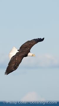 Bald eagle in flight, wings raised, Kachemak Bay in the background, Haliaeetus leucocephalus, Haliaeetus leucocephalus washingtoniensis, Homer, Alaska