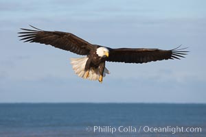 Bald eagle in flight, wings raised, Kachemak Bay in the background, Haliaeetus leucocephalus, Haliaeetus leucocephalus washingtoniensis, Homer, Alaska