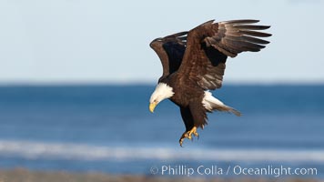 Bald eagle in flight, wings raised, Kachemak Bay in the background, Haliaeetus leucocephalus, Haliaeetus leucocephalus washingtoniensis, Homer, Alaska