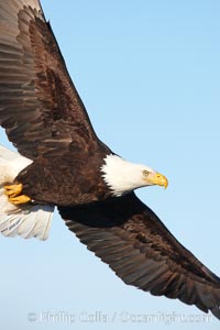 Bald eagle in flight, wing spread, soaring, Haliaeetus leucocephalus, Haliaeetus leucocephalus washingtoniensis, Kachemak Bay, Homer, Alaska