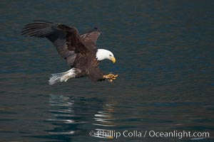 Bald eagle in flight, spreads its wings and raises its talons as it prepares to grasp a fish out of the water, Haliaeetus leucocephalus, Haliaeetus leucocephalus washingtoniensis, Kenai Peninsula, Alaska