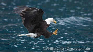 Bald eagle in flight, spreads its wings and raises its talons as it prepares to grasp a fish out of the water, Haliaeetus leucocephalus, Haliaeetus leucocephalus washingtoniensis, Kenai Peninsula, Alaska