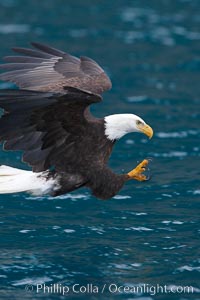 Bald eagle in flight, spreads its wings and raises its talons as it prepares to grasp a fish out of the water, Haliaeetus leucocephalus, Haliaeetus leucocephalus washingtoniensis, Kenai Peninsula, Alaska