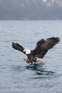 Bald eagle in flight, spreads its wings and raises its talons as it prepares to grasp a fish out of the water, Haliaeetus leucocephalus, Haliaeetus leucocephalus washingtoniensis, Kenai Peninsula, Alaska