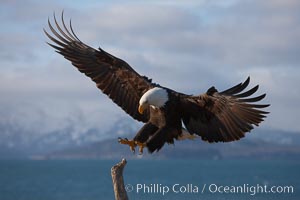 Bald eagle in flight, spreads its wings wide to slow before landing on a wooden perch, Haliaeetus leucocephalus, Haliaeetus leucocephalus washingtoniensis, Kachemak Bay, Homer, Alaska