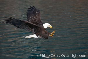 Bald eagle in flight, spreads its wings and raises its talons as it prepares to grasp a fish out of the water, Haliaeetus leucocephalus, Haliaeetus leucocephalus washingtoniensis, Kenai Peninsula, Alaska