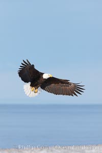 Bald eagle in flight, banking over Kachemak Bay and beach, Haliaeetus leucocephalus, Haliaeetus leucocephalus washingtoniensis, Homer, Alaska
