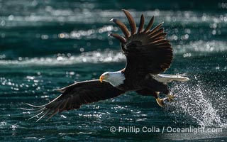 Bald eagle in flight captures a hake fish at the surface. Hake fish migrate deep in sea channels but strong tidal currents such as those at Arran Rapids lift the hake to the surface where eagles catch them, Haliaeetus leucocephalus, Stuart Island, British Columbia, Canada
