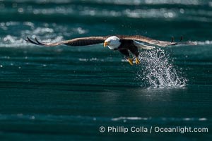 Bald eagle in flight captures a hake fish at the surface. Hake fish migrate deep in sea channels but strong tidal currents such as those at Arran Rapids lift the hake to the surface where eagles catch them, Haliaeetus leucocephalus, Stuart Island, British Columbia, Canada