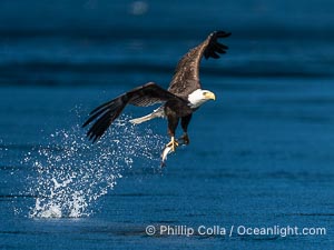 Bald eagle in flight captures a hake fish at the surface. Hake fish migrate deep in sea channels but strong tidal currents such as those at Arran Rapids lift the hake to the surface where eagles catch them, Haliaeetus leucocephalus, Stuart Island, British Columbia, Canada