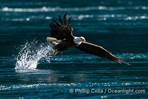 Bald eagle in flight captures a hake fish at the surface. Hake fish migrate deep in sea channels but strong tidal currents such as those at Arran Rapids lift the hake to the surface where eagles catch them, Haliaeetus leucocephalus, Stuart Island, British Columbia, Canada