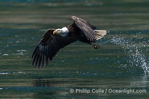 Bald eagle in flight captures a hake fish at the surface. Hake fish migrate deep in sea channels but strong tidal currents such as those at Arran Rapids lift the hake to the surface where eagles catch them, Haliaeetus leucocephalus, Stuart Island, British Columbia, Canada
