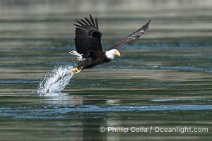 Bald eagle in flight captures a hake fish at the surface. Hake fish migrate deep in sea channels but strong tidal currents such as those at Arran Rapids lift the hake to the surface where eagles catch them, Haliaeetus leucocephalus, Stuart Island, British Columbia, Canada
