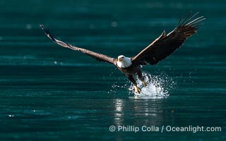 Bald eagle in flight captures a hake fish at the surface. Hake fish migrate deep in sea channels but strong tidal currents such as those at Arran Rapids lift the hake to the surface where eagles catch them, Haliaeetus leucocephalus, Stuart Island, British Columbia, Canada