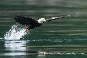 Bald eagle in flight captures a hake fish at the surface. Hake fish migrate deep in sea channels but strong tidal currents such as those at Arran Rapids lift the hake to the surface where eagles catch them, Haliaeetus leucocephalus, Stuart Island, British Columbia, Canada