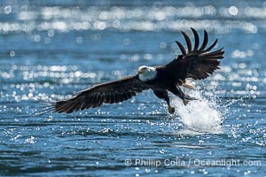 Bald eagle in flight captures a hake fish at the surface. Hake fish migrate deep in sea channels but strong tidal currents such as those at Arran Rapids lift the hake to the surface where eagles catch them, Haliaeetus leucocephalus, Stuart Island, British Columbia, Canada