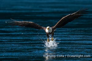 Bald eagle in flight captures a hake fish at the surface. Hake fish migrate deep in sea channels but strong tidal currents such as those at Arran Rapids lift the hake to the surface where eagles catch them, Haliaeetus leucocephalus, Stuart Island, British Columbia, Canada