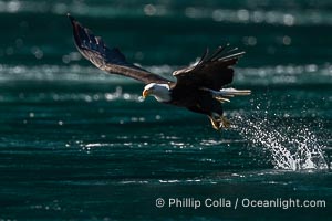 Bald eagle in flight captures a hake fish at the surface. Hake fish migrate deep in sea channels but strong tidal currents such as those at Arran Rapids lift the hake to the surface where eagles catch them, Haliaeetus leucocephalus, Stuart Island, British Columbia, Canada