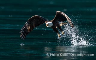 Bald eagle in flight captures a hake fish at the surface. Hake fish migrate deep in sea channels but strong tidal currents such as those at Arran Rapids lift the hake to the surface where eagles catch them, Haliaeetus leucocephalus, Stuart Island, British Columbia, Canada