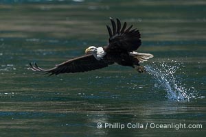 Bald eagle in flight captures a hake fish at the surface. Hake fish migrate deep in sea channels but strong tidal currents such as those at Arran Rapids lift the hake to the surface where eagles catch them, Haliaeetus leucocephalus, Stuart Island, British Columbia, Canada
