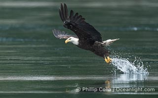 Bald eagle in flight captures a hake fish at the surface. Hake fish migrate deep in sea channels but strong tidal currents such as those at Arran Rapids lift the hake to the surface where eagles catch them, Haliaeetus leucocephalus, Stuart Island, British Columbia, Canada