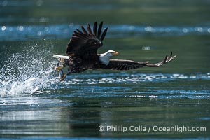 Bald eagle in flight captures a hake fish at the surface. Hake fish migrate deep in sea channels but strong tidal currents such as those at Arran Rapids lift the hake to the surface where eagles catch them, Haliaeetus leucocephalus, Stuart Island, British Columbia, Canada