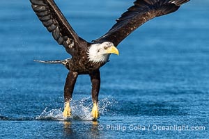 Bald eagle in flight captures a hake fish at the surface. Hake fish migrate deep in sea channels but strong tidal currents such as those at Arran Rapids lift the hake to the surface where eagles catch them, Haliaeetus leucocephalus, Stuart Island, British Columbia, Canada