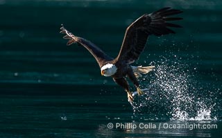 Bald eagle in flight captures a hake fish at the surface. Hake fish migrate deep in sea channels but strong tidal currents such as those at Arran Rapids lift the hake to the surface where eagles catch them, Haliaeetus leucocephalus, Stuart Island, British Columbia, Canada