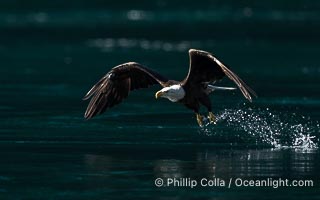 Bald eagle in flight captures a hake fish at the surface. Hake fish migrate deep in sea channels but strong tidal currents such as those at Arran Rapids lift the hake to the surface where eagles catch them, Haliaeetus leucocephalus, Stuart Island, British Columbia, Canada
